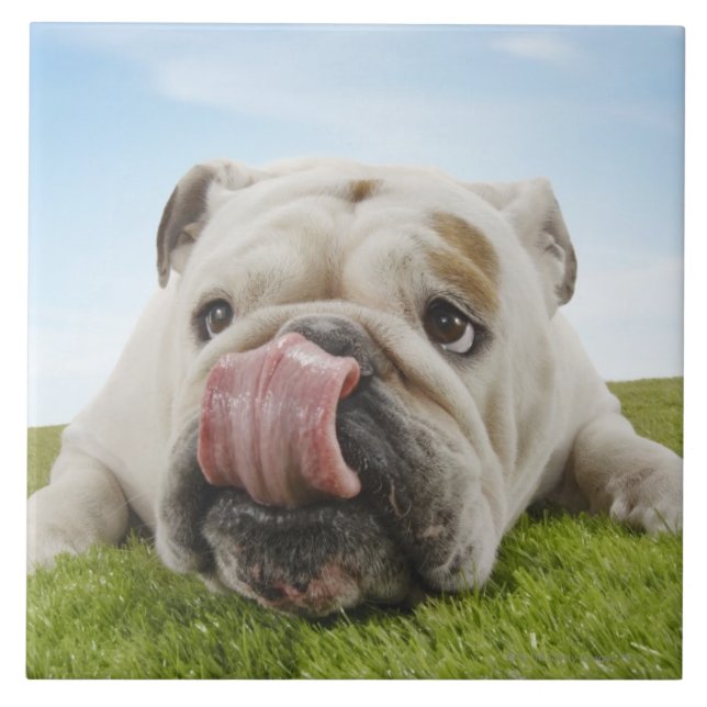 Bulldog Lying on Grass Licking Lips Tile (Front)