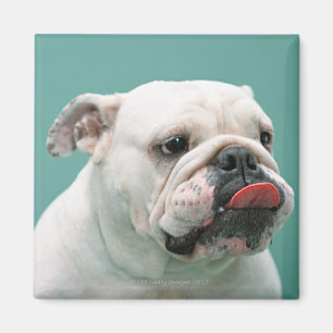 Bulldog Magnet