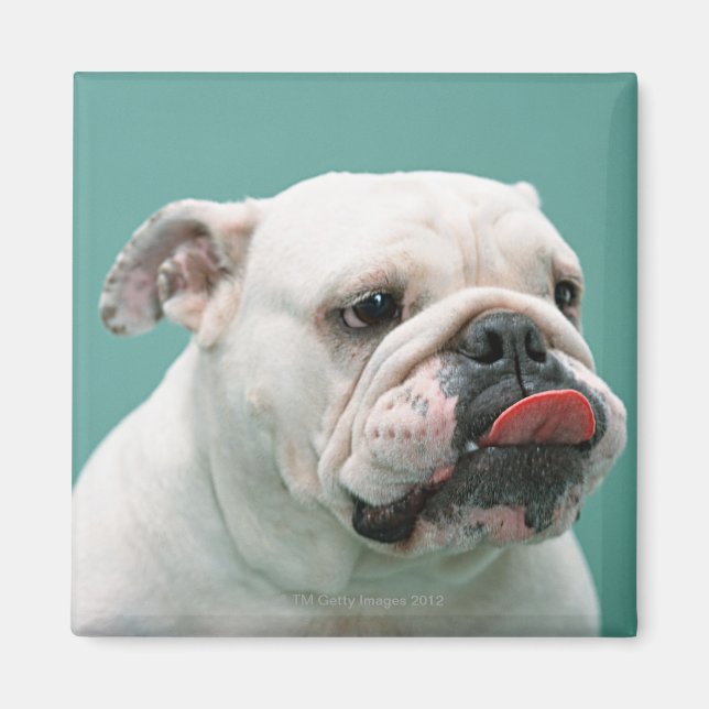 Bulldog Magnet (Front)