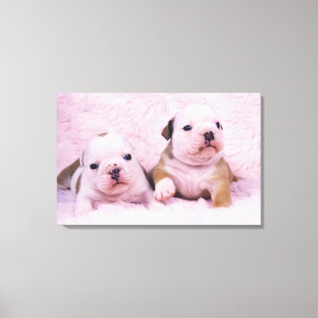 Bulldog; often called the English Bulldog. Is a Canvas Print (Front)