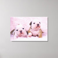 Bulldog; often called the English Bulldog. Is a