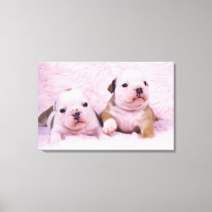 Bulldog; often called the English Bulldog. Is a Canvas Print