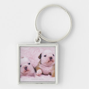 Bulldog; often called the English Bulldog. Is a Key Ring