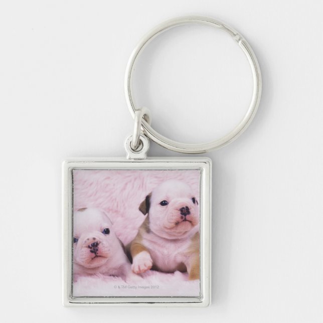 Bulldog; often called the English Bulldog. Is a Key Ring (Front)