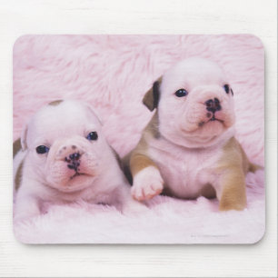 Bulldog; often called the English Bulldog. Is a Mouse Mat