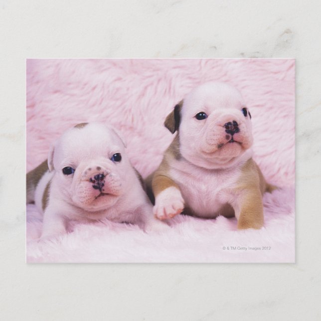 Bulldog; often called the English Bulldog. Is a Postcard (Front)