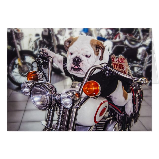 Bulldog on Motorcycle (Front Horizontal)