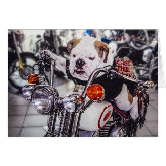 Bulldog on Motorcycle