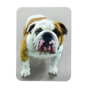 Bulldog Painting - Cute Original Dog Art Magnet