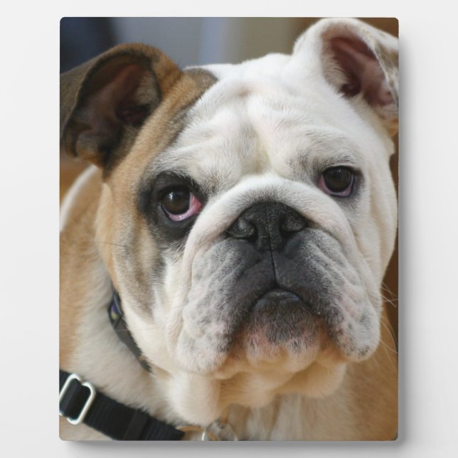Bulldog.png Plaque (Front)