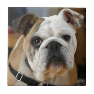 Bulldog.png Tile
