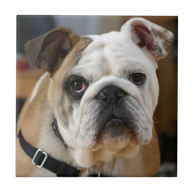 Bulldog.png Tile (Front)