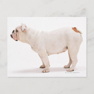 Bulldog Postcard