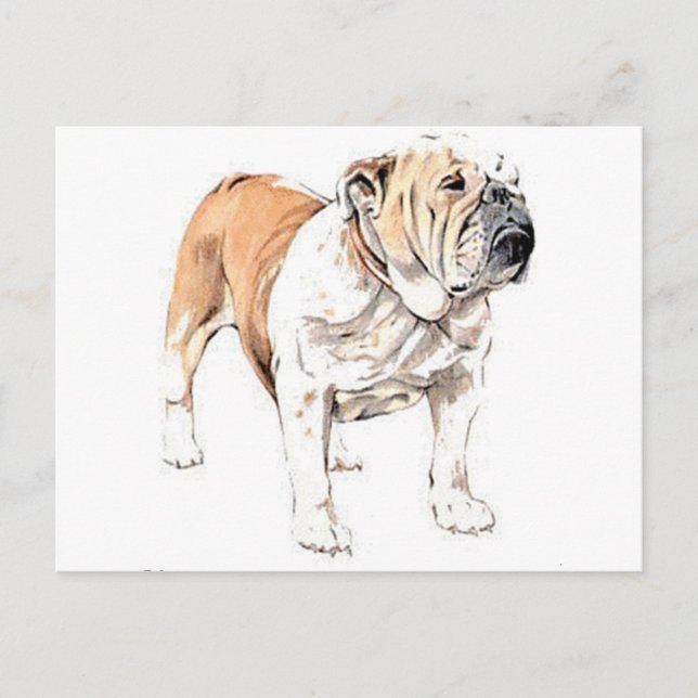 Bulldog Postcard (Front)