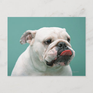 Bulldog Postcard