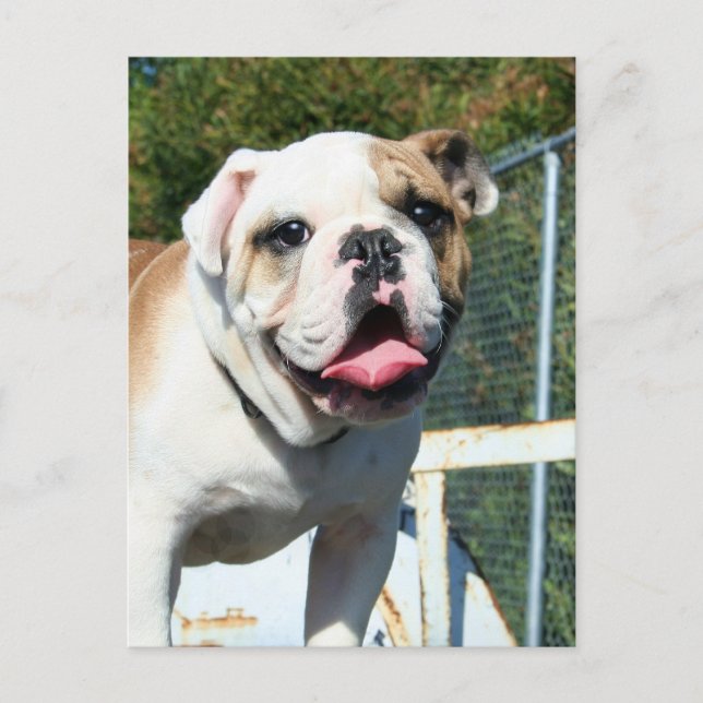 Bulldog postcard (Front)