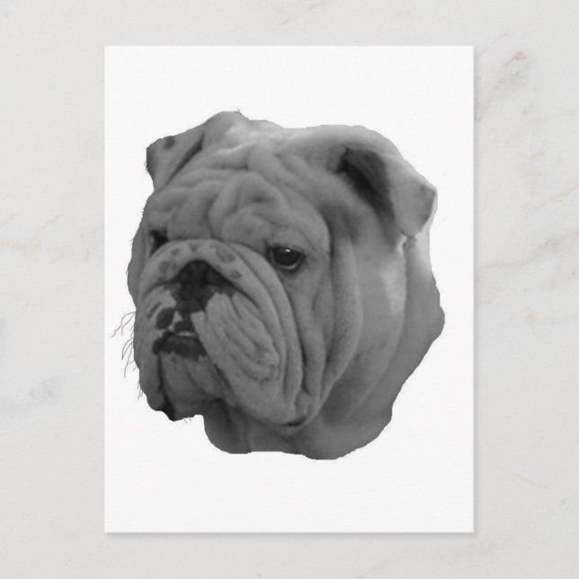 Bulldog Postcard (Front)