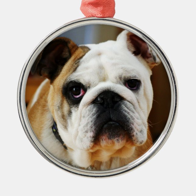 Bulldog Premium Ornament (Front)