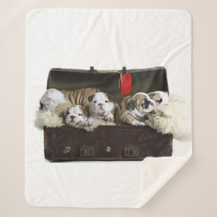 Bulldog Puppies In Suitcase Cute Bulldog Puppy Sherpa Blanket