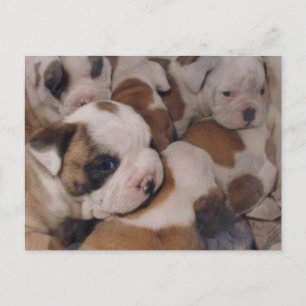 Bulldog Puppies Postcard