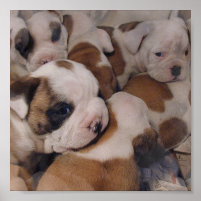 Bulldog  Puppies Poster (Front)