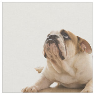 Bulldog Puppy Fabric