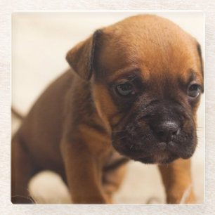 bulldog puppy glass coaster