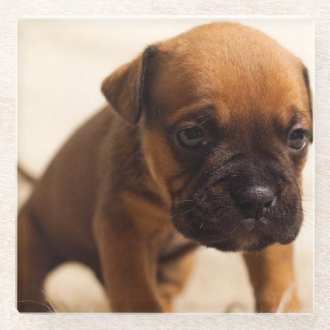 bulldog puppy glass coaster (Front)