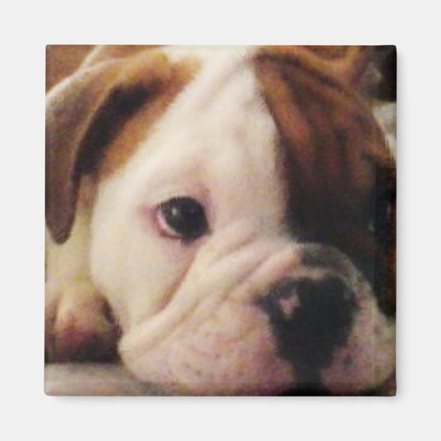 Bulldog puppy Magnet (Front)
