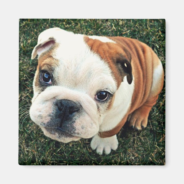 Bulldog Puppy Magnet (Front)