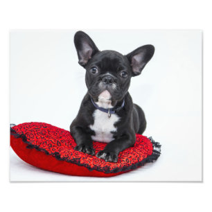 Bulldog Puppy Photo Print