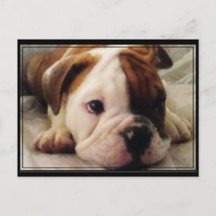 Bulldog puppy postcard