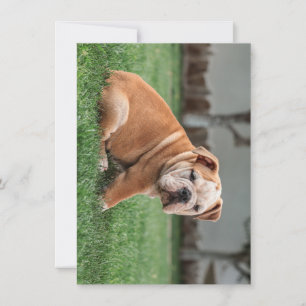 bulldog puppy red and white holiday card