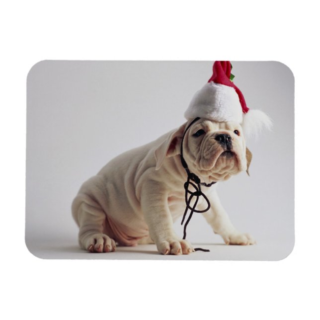 Bulldog Puppy Wearing Santa Hat Magnet (Horizontal)