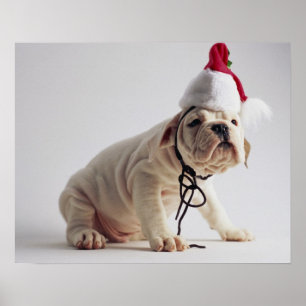 Bulldog Puppy Wearing Santa Hat Poster