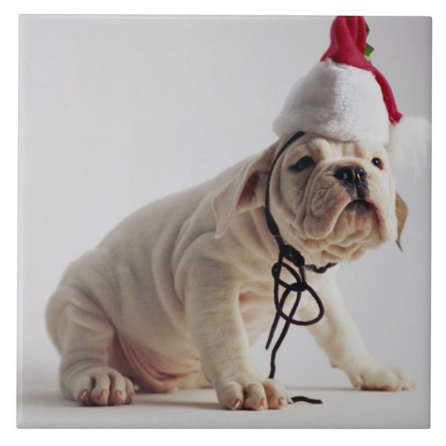 Bulldog Puppy Wearing Santa Hat Tile (Front)