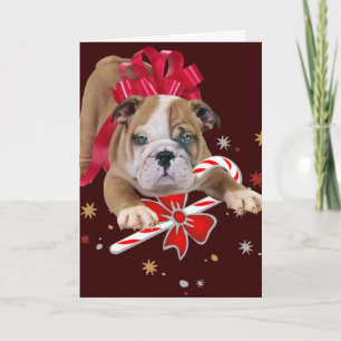 Bulldog puppy with red bow and candy cane holiday card