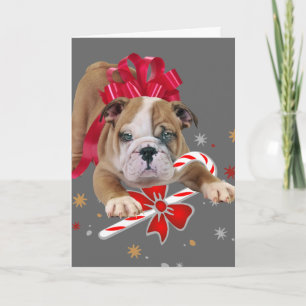 Bulldog puppy with red bow Christmas Card