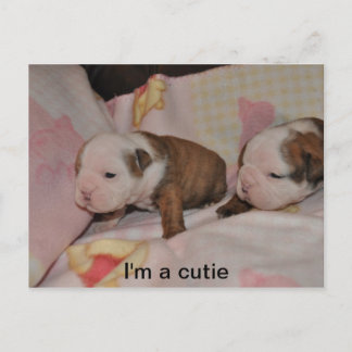bulldog pups postcard