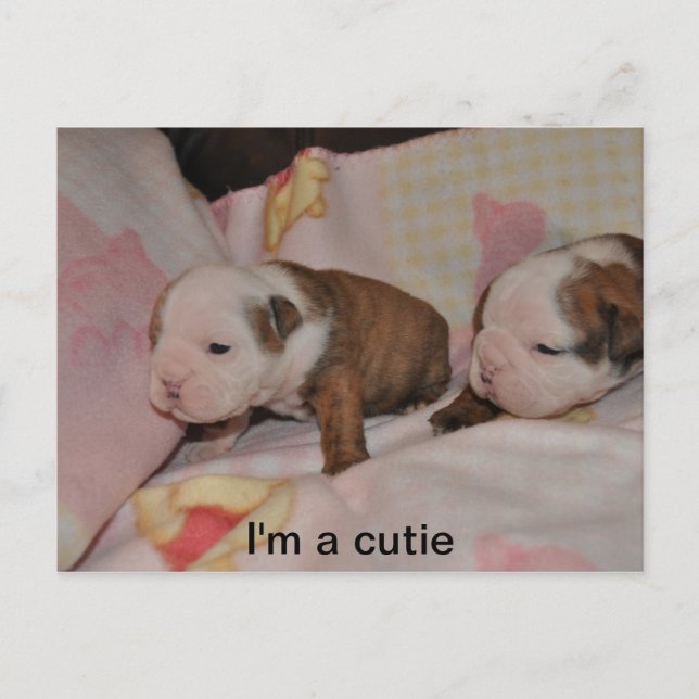 bulldog pups postcard (Front)