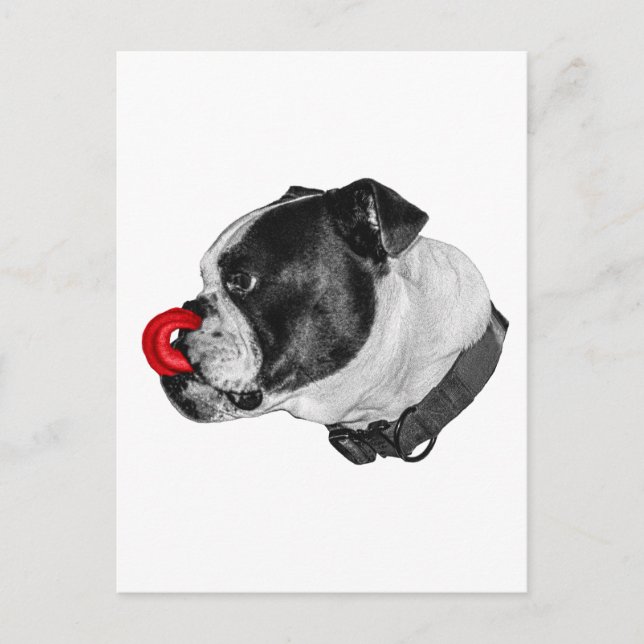Bulldog Red Accent Mail Postcard (Front)