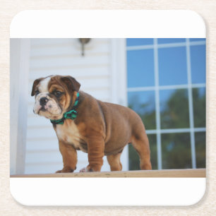 bulldog-red and white puppy square paper coaster