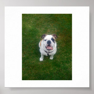 bulldog smiling.png poster