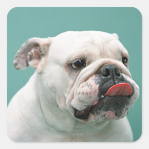 Bulldog Square Sticker