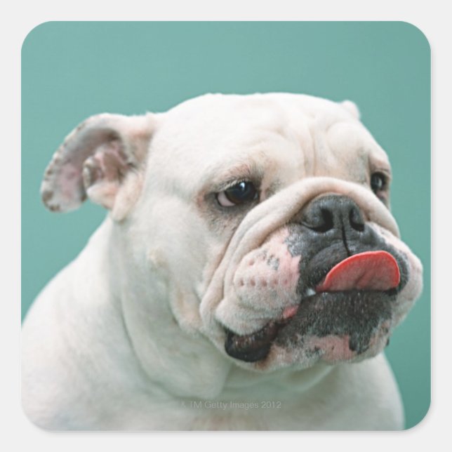 Bulldog Square Sticker (Front)