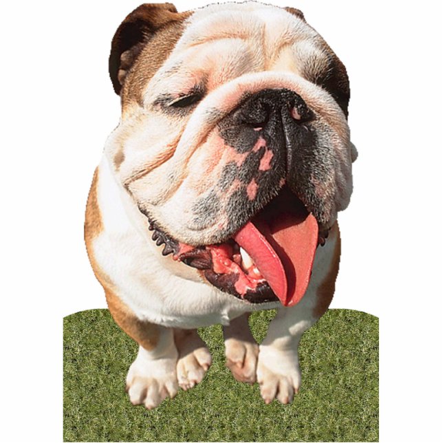 Bulldog Standing Photo Sculpture (Front)