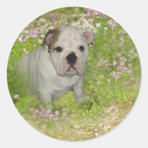Bulldog Sticker