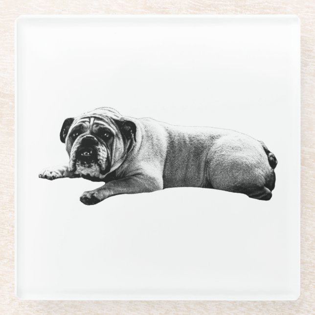 Bulldog Still Moments Glass Coaster (Front)