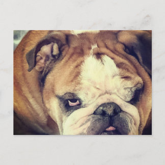 bulldog stink eye postcard