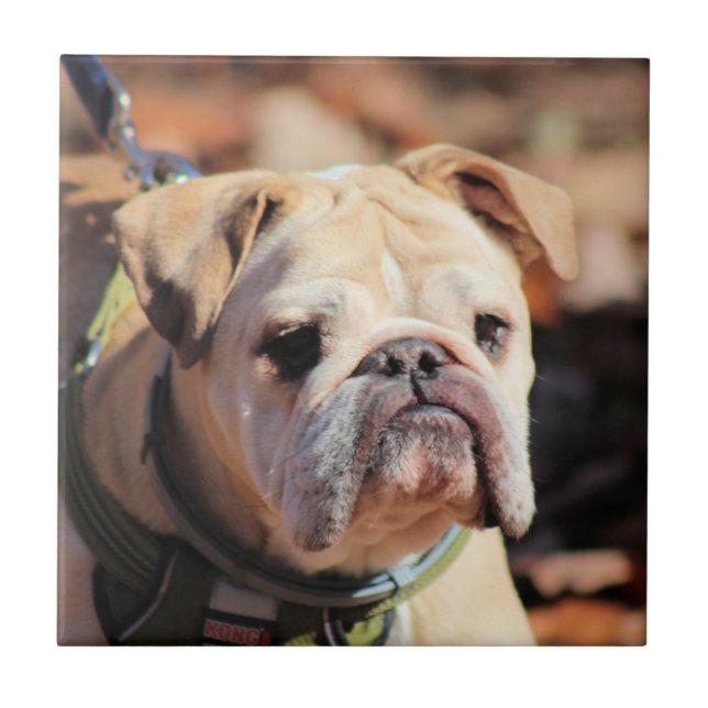 Bulldog Tile (Front)